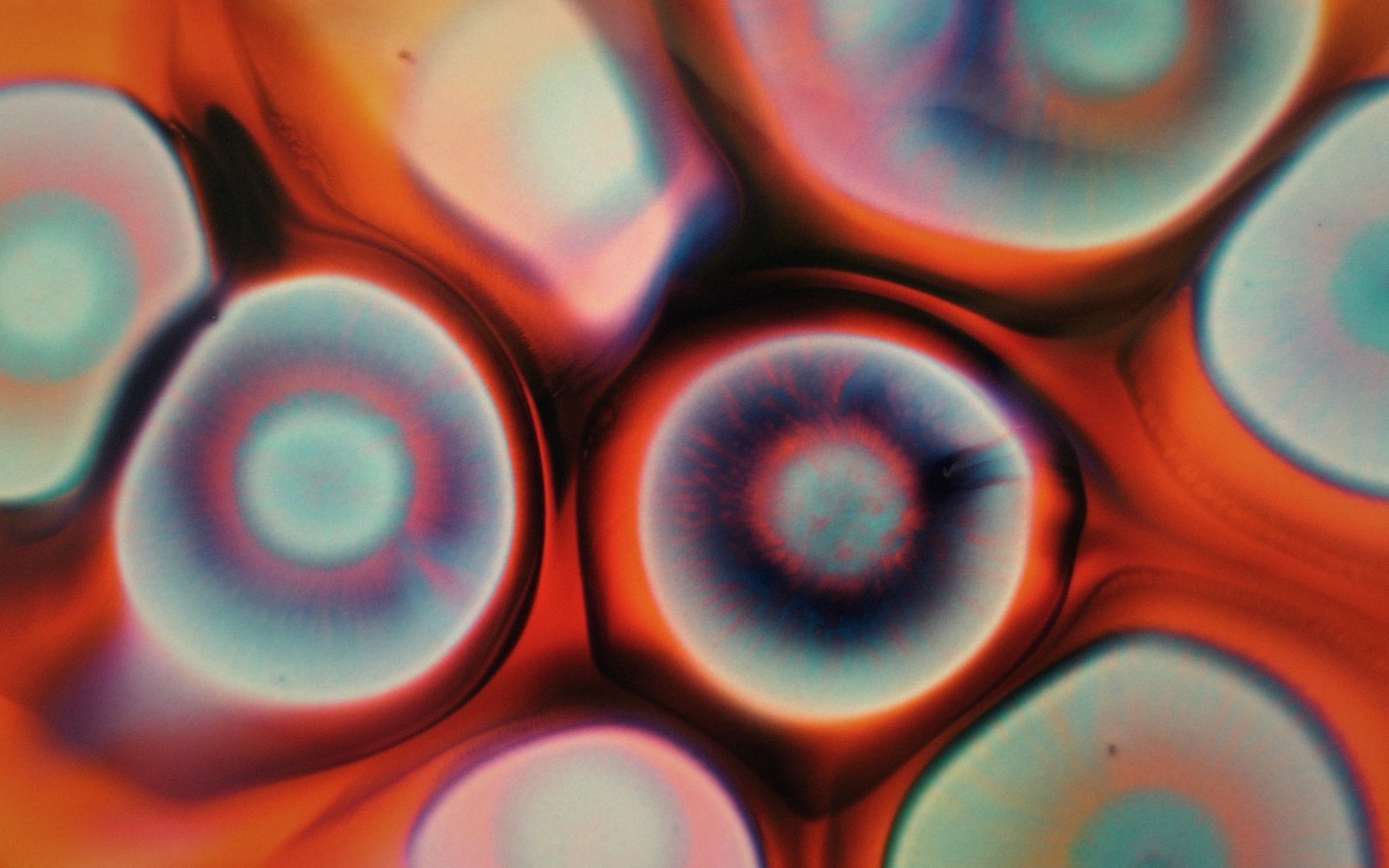 Microscopic close-up of round, ring-like structures in orange and blue crystalline patterns